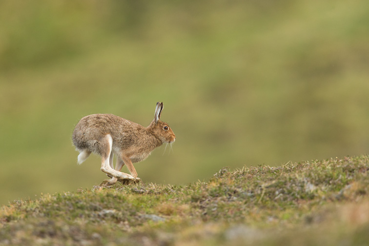 Mountain Hare (Lepus timidus) running across moorland, Scotland